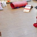 펫 패밀리 이미지