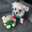 실버스타-K  in 강원 | [2025 K리그1] 31R 강원FC 🆚️ 대전하나시티즌/직관아닌집관🏡/강아지축구유니폼/집관푸드