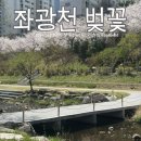좌광천3(자전거도로) | 기장 좌광천 벚꽃 주차 정관 가볼만한곳