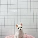 수진애견미용 이미지