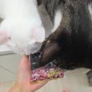 레오나르도 | 32. 레오나르도 어덜트 순수생육 오리 급여 후기