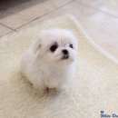 강아지분양애견말티즈푸들포메고양이분양