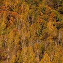 자작나무 이미지