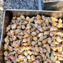 싱싱회 대게왕국 이미지