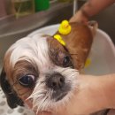 땡큐멍냥 이미지