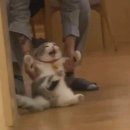 나만고양이없어 이미지