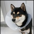 온마음 동물메디컬센터 이미지