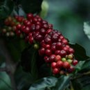 을의커피 이미지