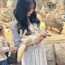사막여우 | 아이랑 가기 좋은 실내 동물 체험 와글와글 동물원 내돈내산 솔직 후기 - 사막여우/카피바라/알파카 등