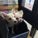 째깐이 이미지