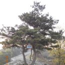 파사성 소나무 이미지