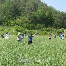 경북 의성 토종마늘 정보화마을 티스토리