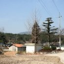 냉천 지초 이미지