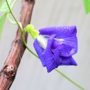 Butterfly pea. (겹꽃종) 이미지