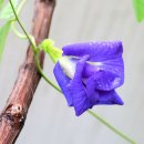 Butterfly pea. (겹꽃종) 이미지