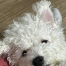 퍼피앤파파 이미지