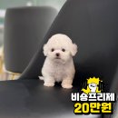 20만원 강아지책임분양 가능해요 [ 소형견분양 / 중형견분양 /믹스견분양 / 특수견분양 ] 전견종 할인분양중 이미지