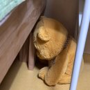 UR(강릉시)-[장성로]-하-2 | 5월 뜽 일상의 모든 것 _맛집 공개와 일상log