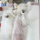 해운대조은동물병원 이미지