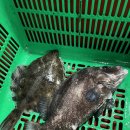 원실내바다낚시터 이미지