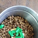 와일드캉갈 이미지