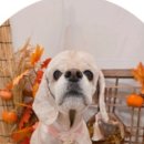 오리진 동물피부과병원 이미지