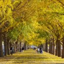 은행나무 이미지