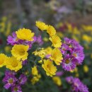 일광농장 이미지