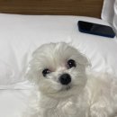 모찌모텔 이미지