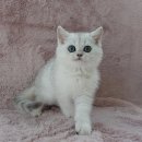 강남고양이분양 러브앤캣 이미지