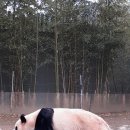 팬더랜드 이미지