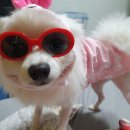 장군이켄넬 이미지