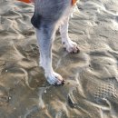 베라데로 | 태안 애견 펜션 베라데로 펜션 솔직 후기