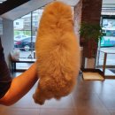 에이치동물메디컬센터 이미지