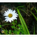 풀잎사랑 이미지