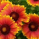 아리스타타 이미지