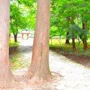 선운사의추억 이미지