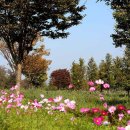 코스모스 이미지