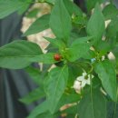 삼돈농장 이미지