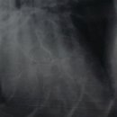 라뽀동물병원 이미지