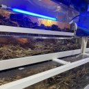 크래버대게나라대전점 | 크래버대게나라 대전점 대게 포장 후기(할인)