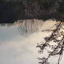 소매곡 Daum카페