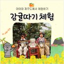 새각 | [감귤따기체험] 제주 감귤따기 체험 후기_아이랑 꼭 해보세요(꿀팁포함)