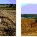 수확: 콩기계수확 이미지
