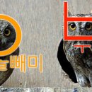 부엉이 - 제주시 신광로 73 | 부엉이