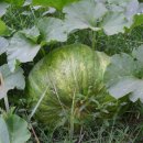 지구농장 이미지