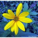 돼지감자(뚱딴지) Jerusalem Artichoke 이미지