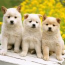 큐티댕냥 하남 본점 강아지 고양이 분양 | 유기견 입양 어디서? 도그마루 부산화명점 실방문 후기