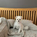 서쪽강생이 | 제주 애견동반 숙소 "서쪽강생이"