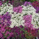 수림꽃농원 이미지